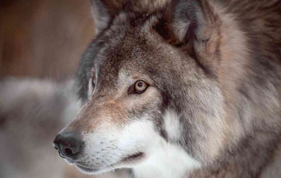 Ministri zemalja EU zatražili zaštitu sivog vuka