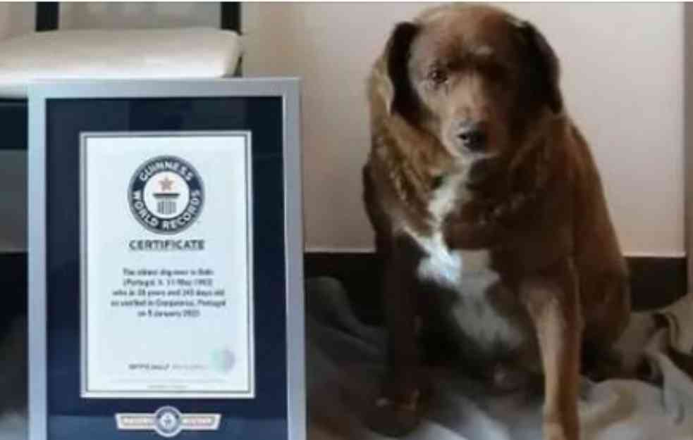 Novi Ginisov rekord: Bobi je najstariji pas u istoriji, ima više od 30 godina