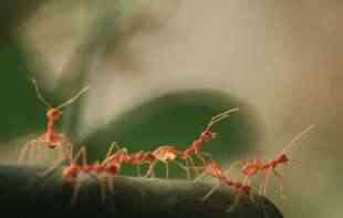 Mravi mogu da nanjuše rak, otkriva nova studija