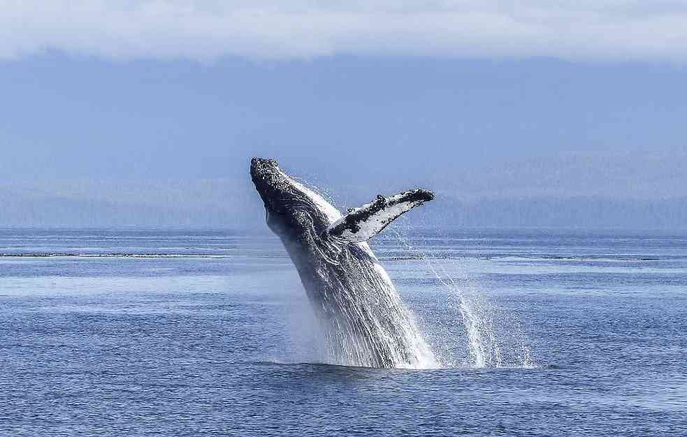 NEOBIČNO SAZNANJE: Norveška studija pokazala izmet kitova 