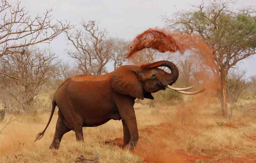 Šri Lanka zabranjuje plastiku za jednokratnu upotrebu zbog zaštite slonova
