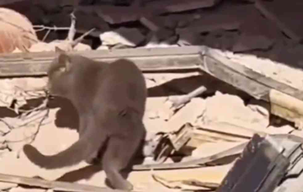 NEVEROVATAN SNIMAK IZ TURSKE: Mačka odvela spasioce do ruševina gde su zarobljeni majka i deca