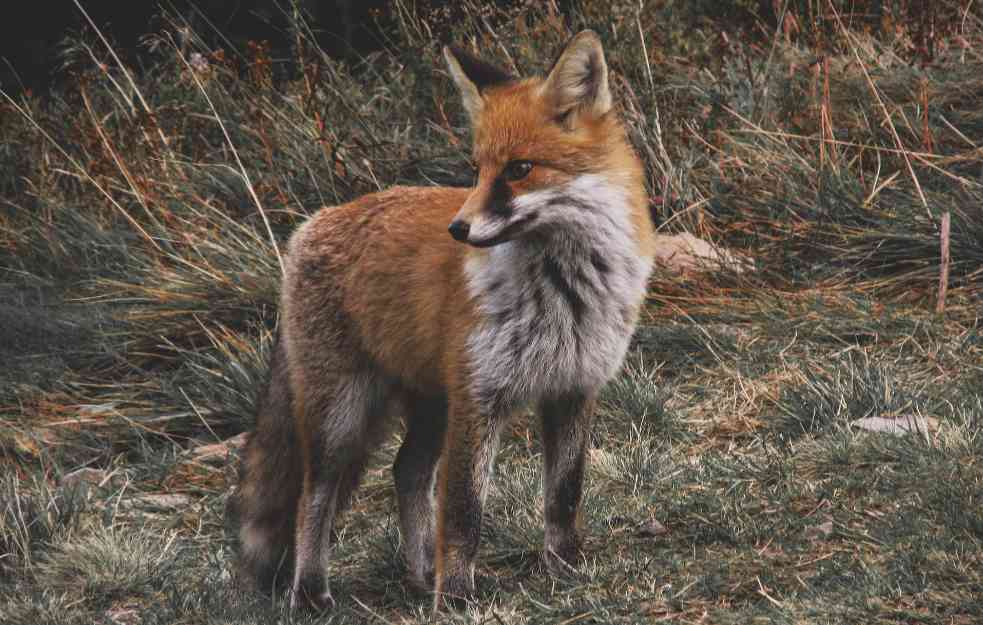 Ako ona ne beži od vas bežite vi od nje: Lovac objasnio zašto su lisice opasne dok su mirne