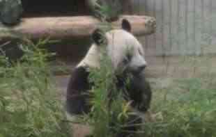 VRATILE SE KUĆI: Džinovske pande stigle nazad u Kinu, posle 12 godina u Britaniji