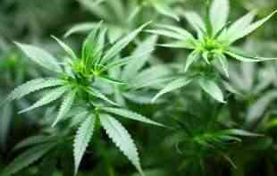 U Srbiji se pojavila marihuana prskana sintetičkim heroinom 