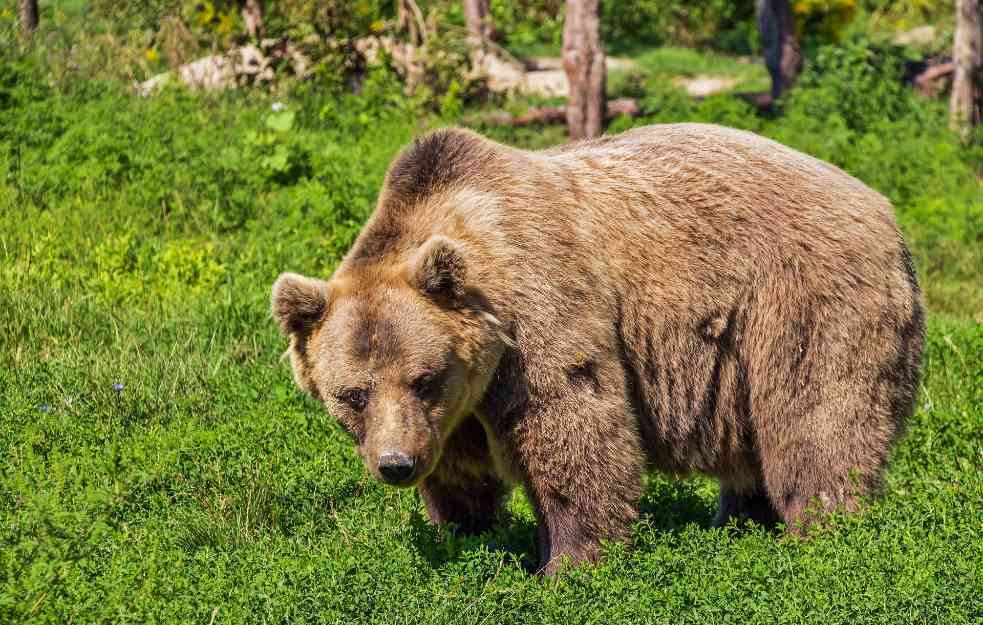 GRAĐANI OPREZ: Medved iz Bugarske šeta pirotskim lovištem