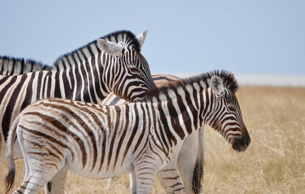 Sada znamo od čega zebru štite crno-bele pruge
