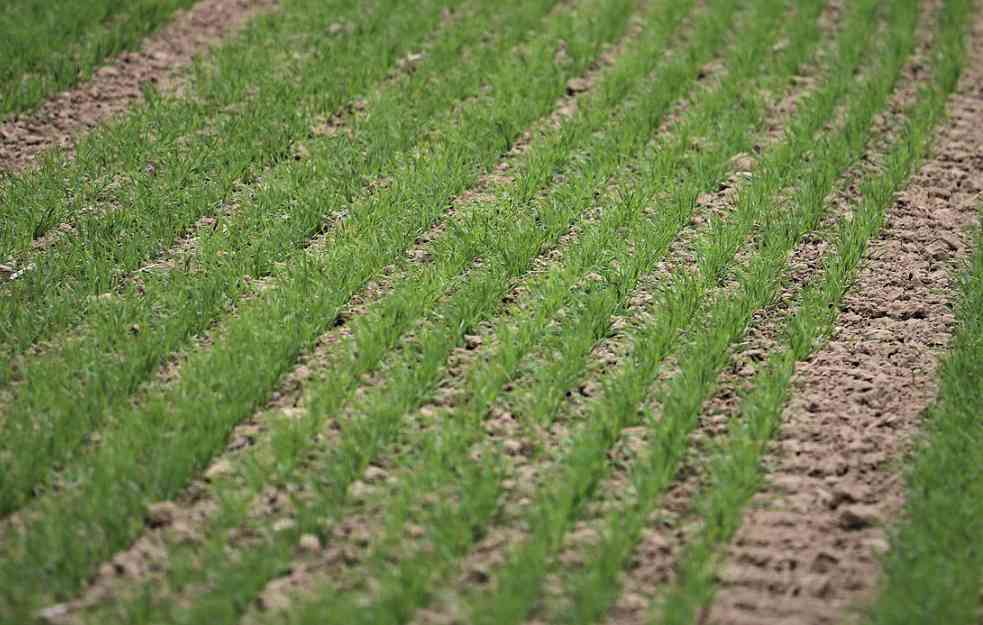ZASEJANO ČAK 720.000 HEKTARA: Zima pogodovala razvoju pšeničnih polja
