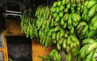 U PENZIJI GAJI BANANE: Milorad u Sremčici ima malu plantažu banana