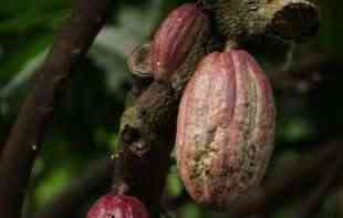 Pad proizvodnje kakaoa u Obali <span style='color:red;'><b>Slon</b></span>ovače: Izazovi i perspektive