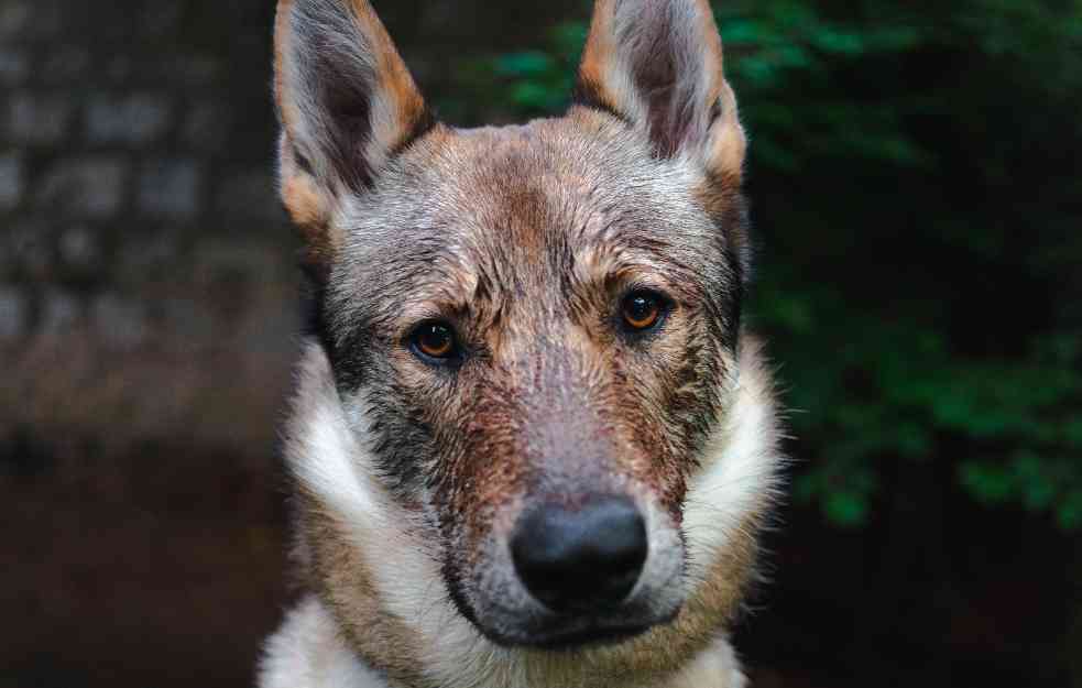 Naučnici proučili DNK pasa iz Černobilja