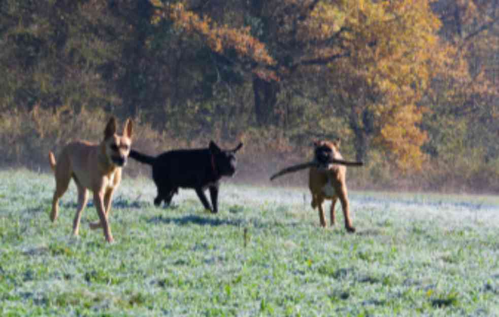 UŽAS U JAKOVU: PSI IZUJEDALI DEVOJČICU! Poznato u kakvom je ona stanju