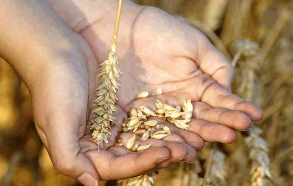 Pad cena pšenice i kukuruza na Produktnoj berzi