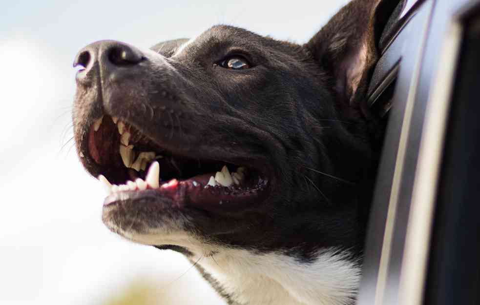 Zubni kamenac kod pasa: Koliko je štetan i da li ga treba uklanjati?