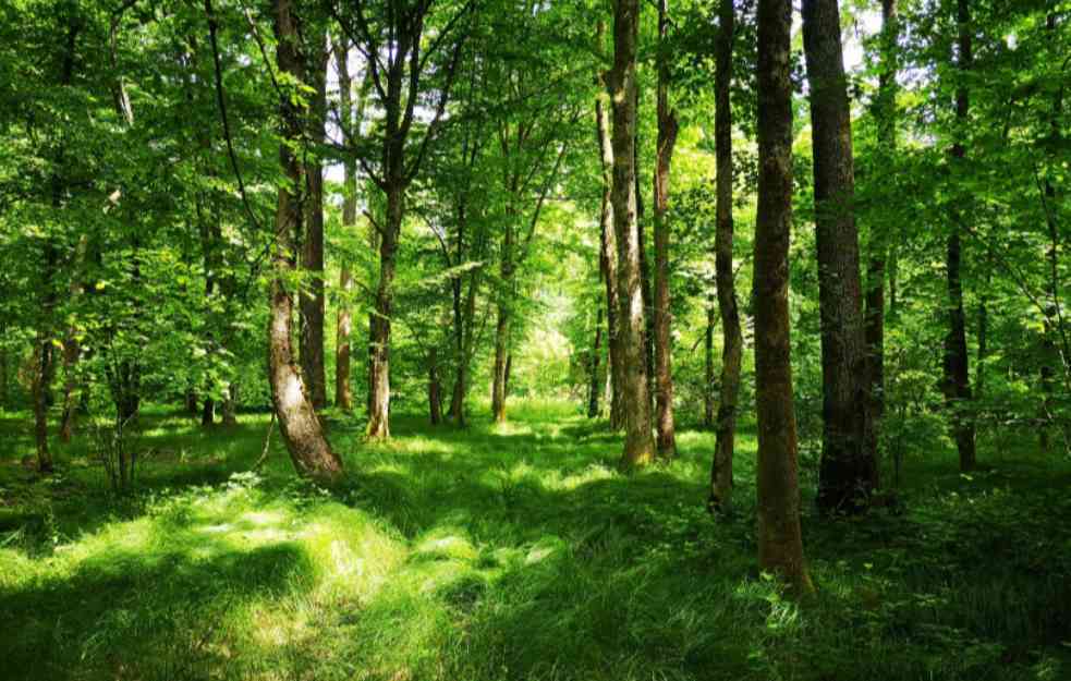 Međunarodni dan šuma - Zdrave šume za zdrave ljude