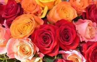 SRPSKE RUŽE SE I IZVOZE: Ruže sa mirisom <span style='color:red;'><b>limun</b></span>a iz Milutovca stigle i do Holandije