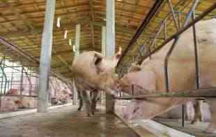 IZVRŠENA EUTANAZIJA SVINJA: Afrička kuga svinja do sada potvrđena na 1.068 gazdinstava