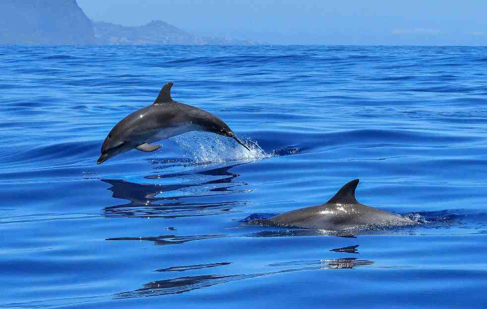 Plivači optuženi za agresivno uznemiravanje delfina (VIDEO)