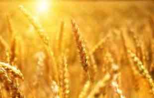 SLABA PONUDA ŽITA : Na Produktnoj berzi potražnja za kukuruzom