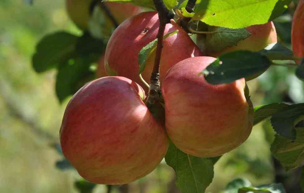 GDE JE PROBLEM? Otežan izvoz domaćih jabuka u Rusiju