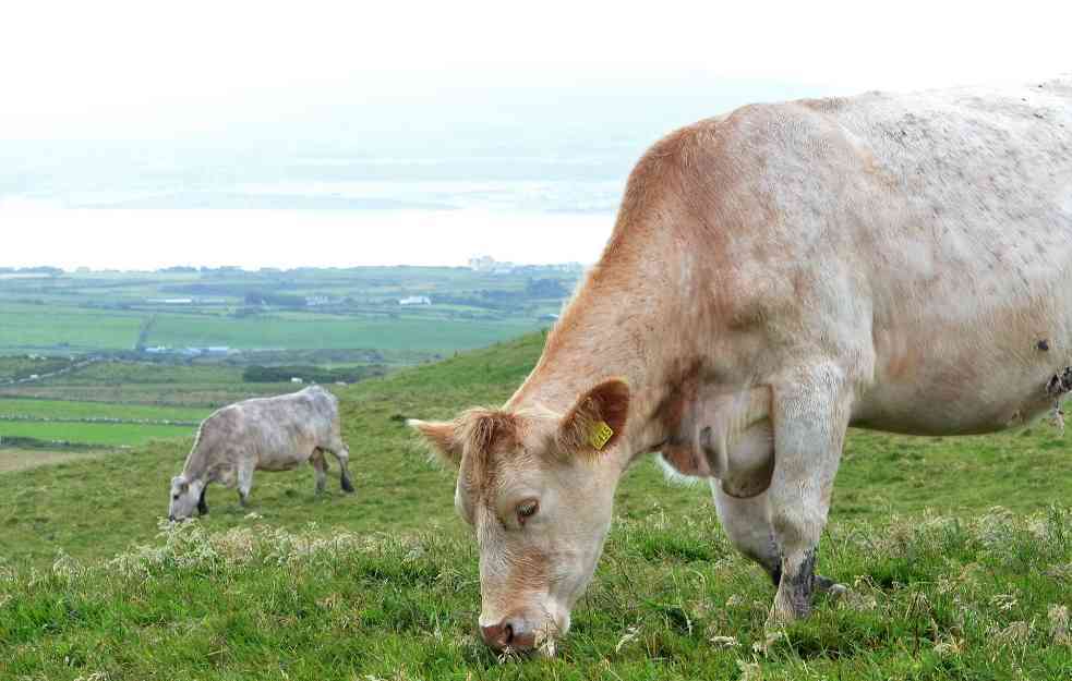 Pogledajte zbog čega je krava Doris postala internet senzacija (VIDEO)