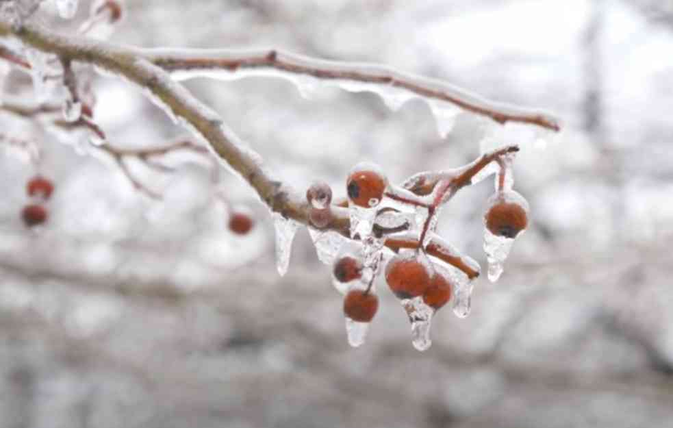 STRUČNJACI UPLAŠENI: Sneg nije oštetio voće, ali će propasti ako temperatura padne do minus tri stepena