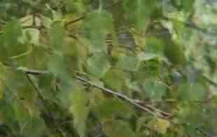 U VAZDUHU 12 VRSTA POLENA: Najveće muke trenutno zadaje breza