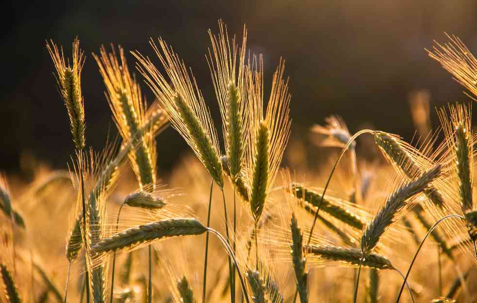 Kijev tuži Poljsku, Mađarsku i Slovačku zbog produženja zabrane uvoza ukrajinskih žitarica