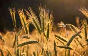 Sofija uvela privremenu zabranu uvoza ukrajinskog žita