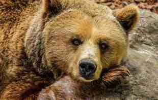 MEDE POLUDELE: Navala medveda u naseljena područja u Sarajevu
