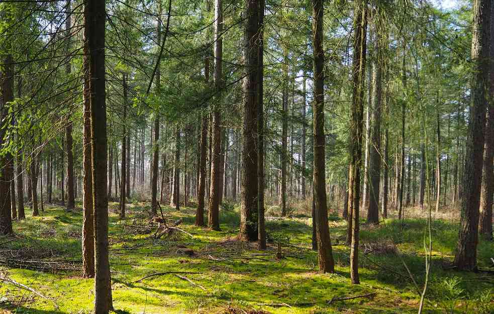 Dan planete Zemlje: Zbog ilegalne seče šuma, godišnje gubimo teritoriju veličine Portugala