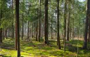 Dan planete Zemlje: Zbog ilegalne seče šuma, godišnje gubimo teritoriju veličine Portugala