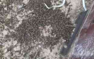 STRAŠNO! U VOJVODINI OTROVANO NA DESETINE MILIONA PČELA: Uništeno 720 košnica, šteta oko 144.000 evra! (FOTO)