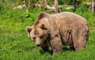 BIZARNO: Medved došao na verandu kuće, <span style='color:red;'><b>ugriz</b></span>ao vlasnika i napao psa