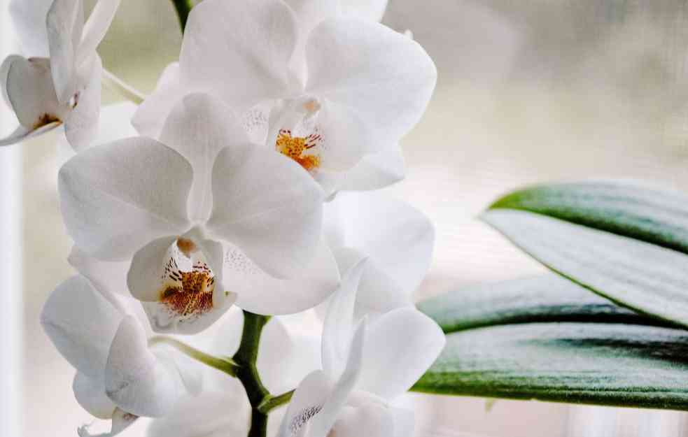 SAVETI ZLATA VREDNI: Kako da pravilno uzgajate orhideju?