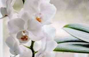 SAVETI ZLATA VREDNI: Kako da pravilno uzgajate orhideju?