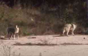 STRAŠNO: Psi lutalice zaklali 28 koza u beogradskom predgrađu 