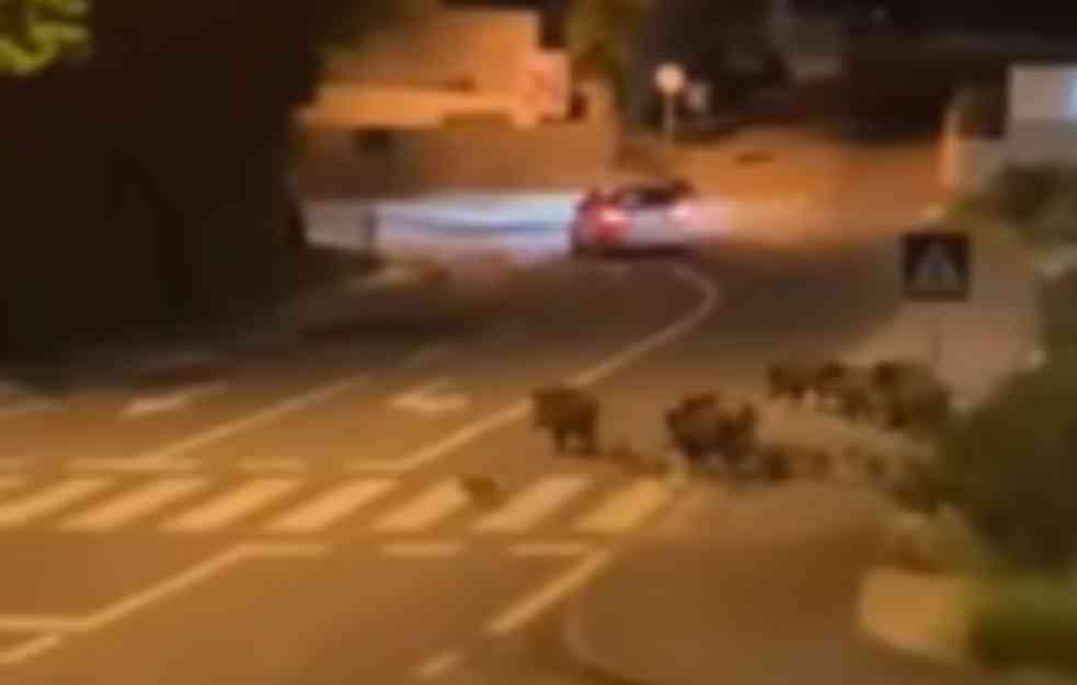 Krdo divljih svinja šeta ulicama kod Opatije (VIDEO)