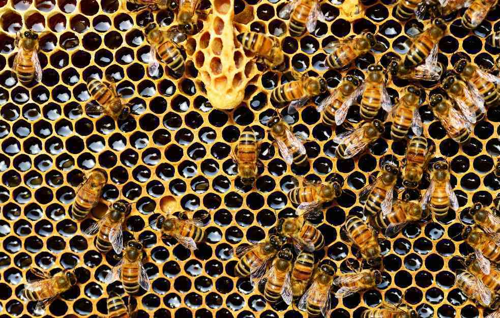 HOBI PRETVOREN U BIZNIS: Za pčelinje matice imaju kupce iz celog sveta