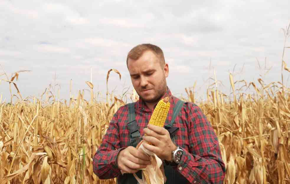 Rumuni najviše kupuju srpski kukuruz, Italijani srpsku pšenicu