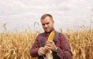 IMA LI REŠENJA? Drastično niža otkupna cena pšenice i kukuruza pravi probleme poljoprivrednicima