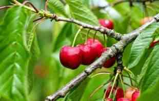Obilne padavine značajno ugrozile rod voća