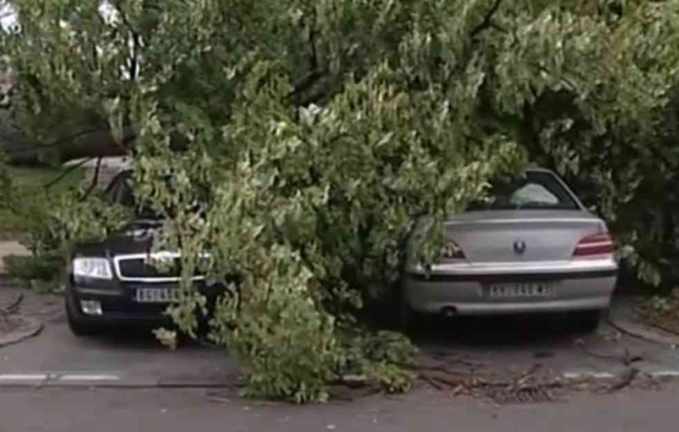 KAKO DA DOBIJETE ODŠTETU AKO VETAR OBORI DRVO NA VAŠ AUTO!: Novac ćete dobiti samo u jednom slučaju