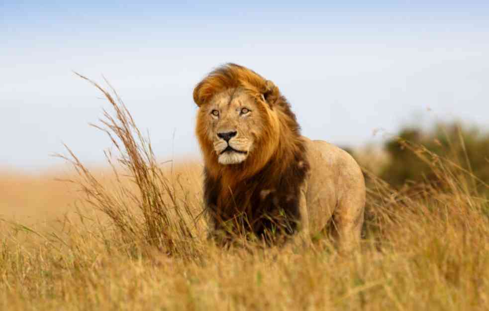 TUGA: Kenijski stočari ubili jednog od najstarijih lavova na svetu