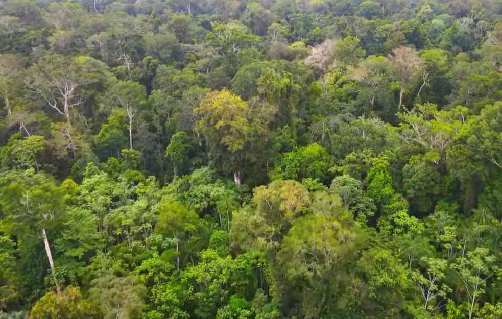 Amazonija na rubu ekološke tačke preloma: Borba protiv klimatskih promena