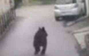 ČUVAJTE SE! Medved šeta ULICAMA, <span style='color:red;'><b>lovci</b></span> ga jure, ali još nije UHVAĆEN! (FOTO)