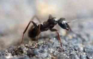 NIKAD NE ODUSTAJU: Životne lekcije koje možemo da naučimo od mrava