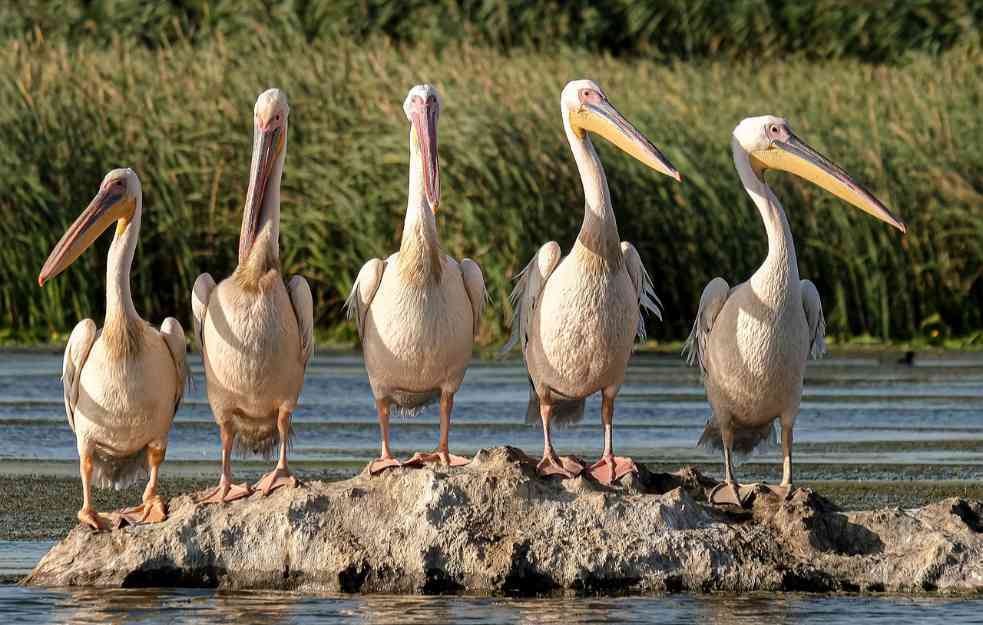Na Skadarskom jezeru živi 165 odraslih pelikana