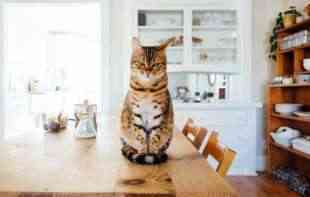 Koliko dugo kućna mačka može da izdrži bez hrane?