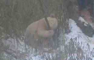 Prvi put snimljena: <span style='color:red;'><b>Albino</b></span> panda - jedina na svetu